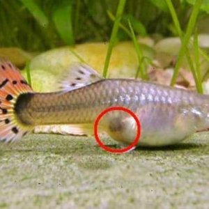 Guppies-Gravid-Spot.jpg