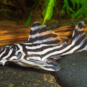 large-zebra-pleco1.jpg