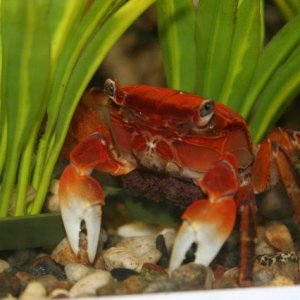 Red+Claw+Crab+aquariacentral.com+[1].jpg