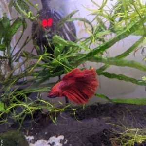 betta 1.jpg