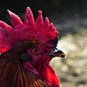 Rooster Close up (2).JPG