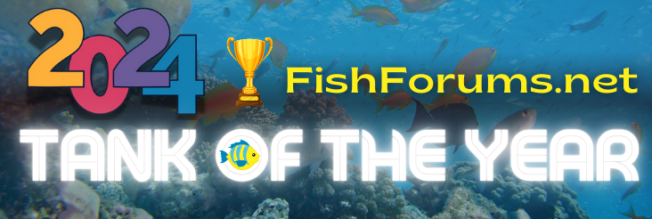 FishForums.net Tank of the Year!