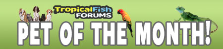 www.fishforums.net