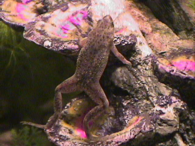 04_02_11_Frog_2.jpg