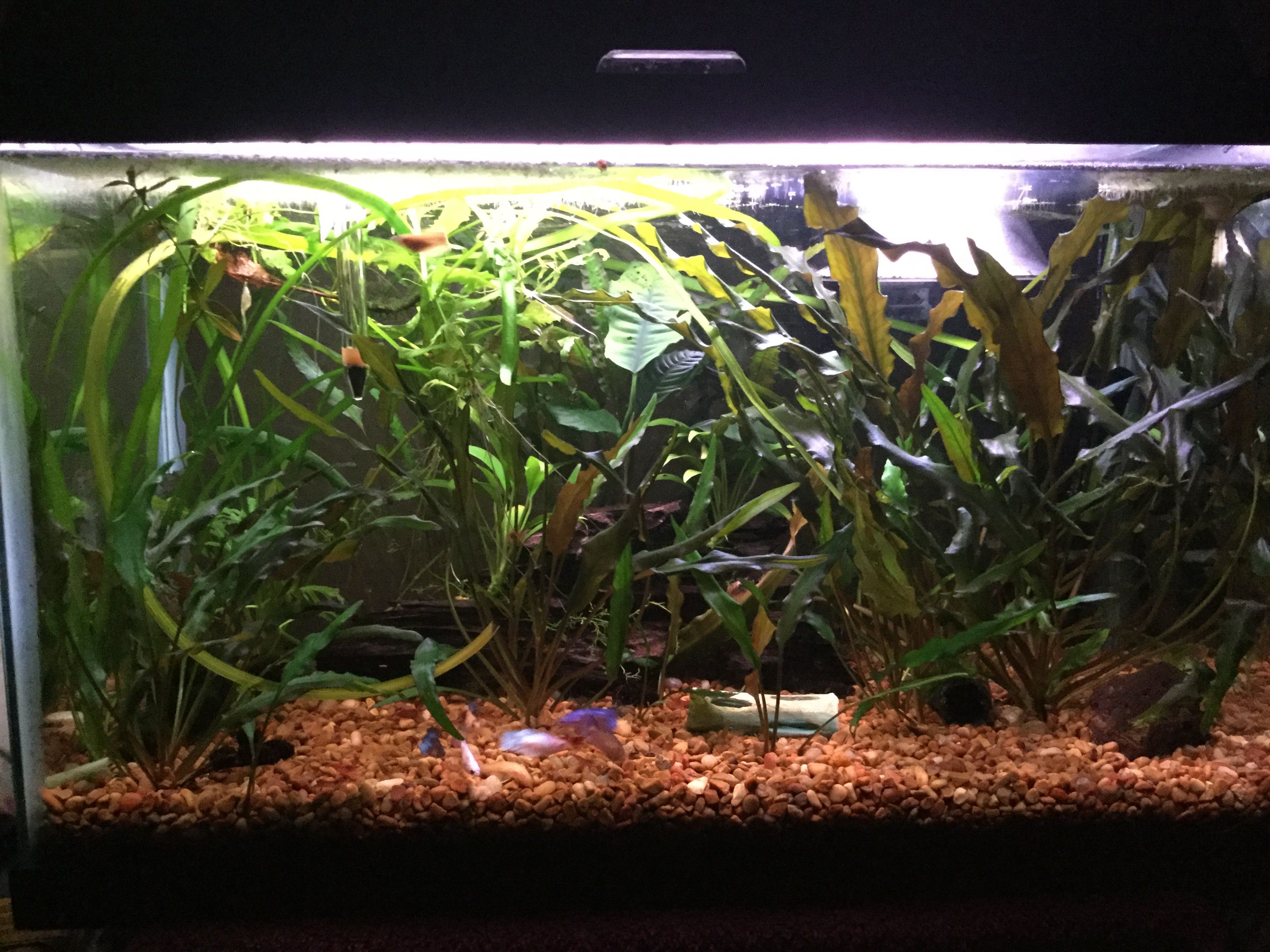 10-26-18 planted 10gal.JPG