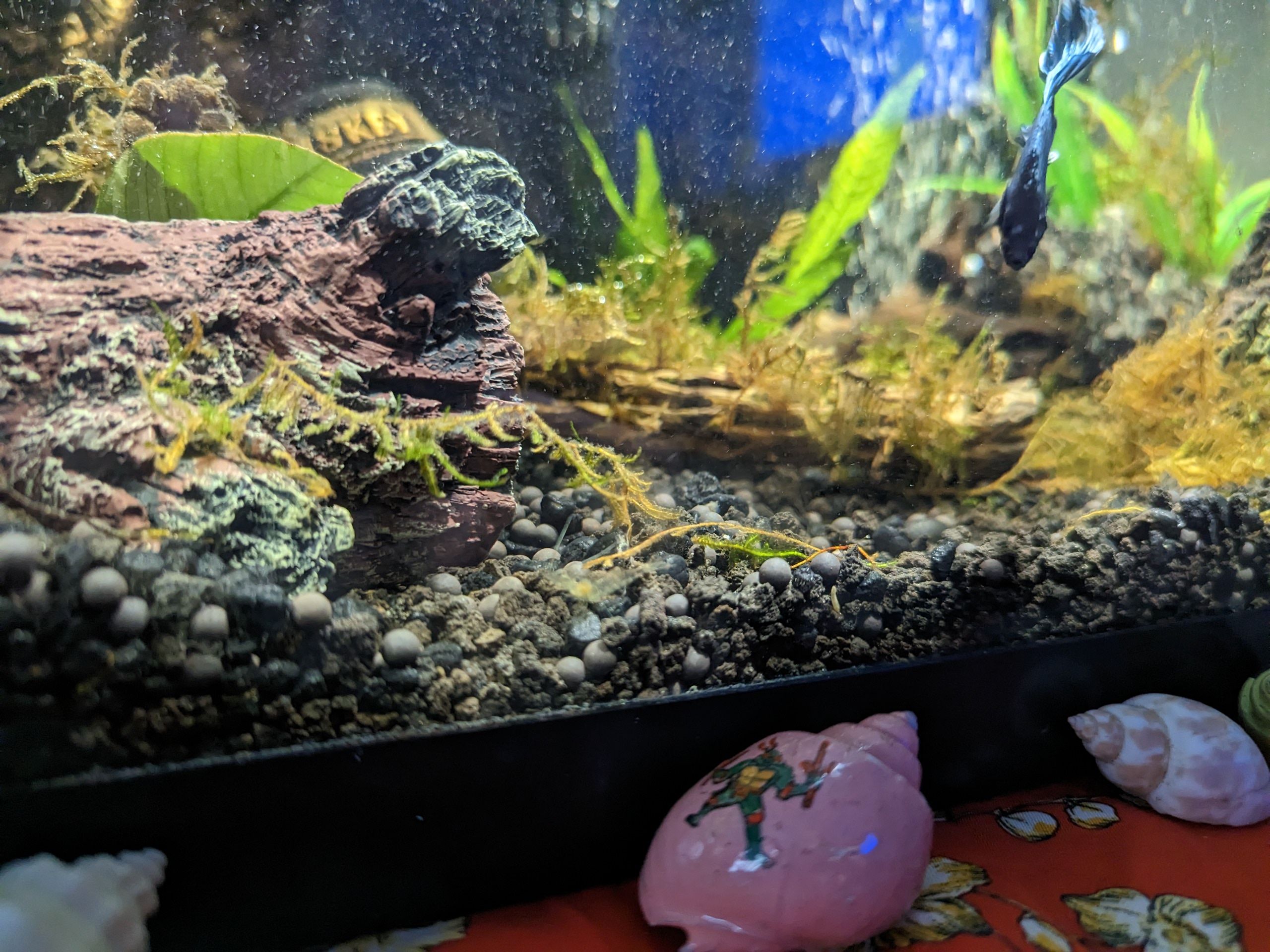 10 gal Betta tank, lightly planted