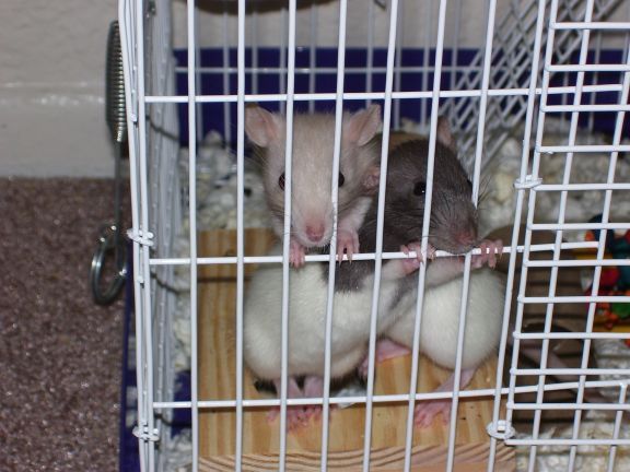 100_0568_rats_small.jpg