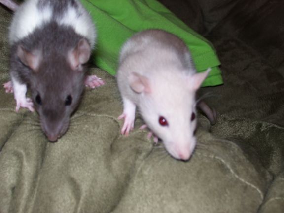 100_0570_rats_small_2.jpg