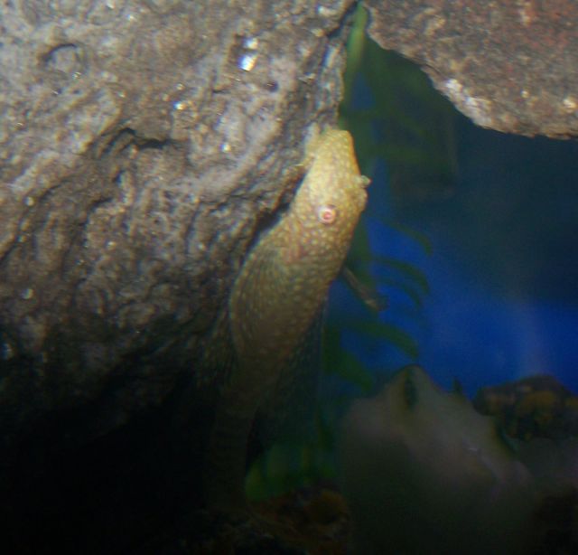 100_0685_PLECO_SMALL.jpg