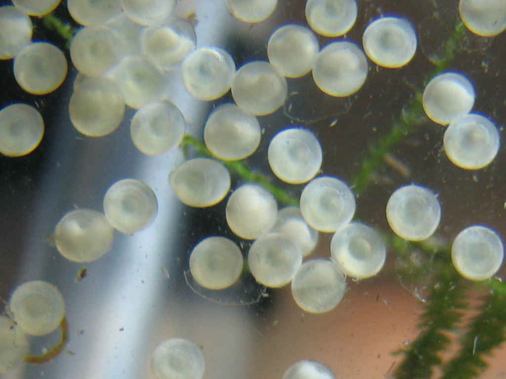 1024x768_day_2_albino-cory-eggs_002.jpg