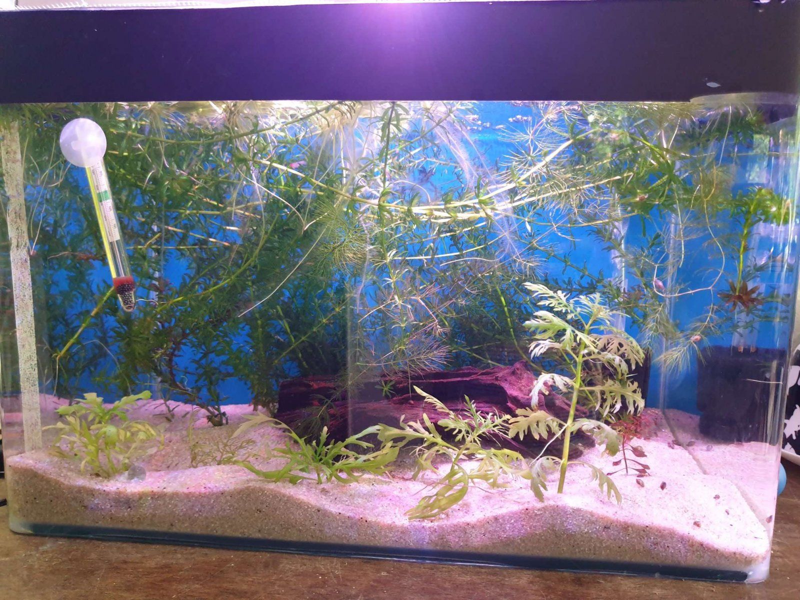 10g planted aquarium for journal.JPEG