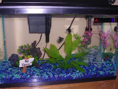 10gal.jpg