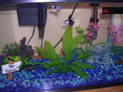 10gal2.jpg