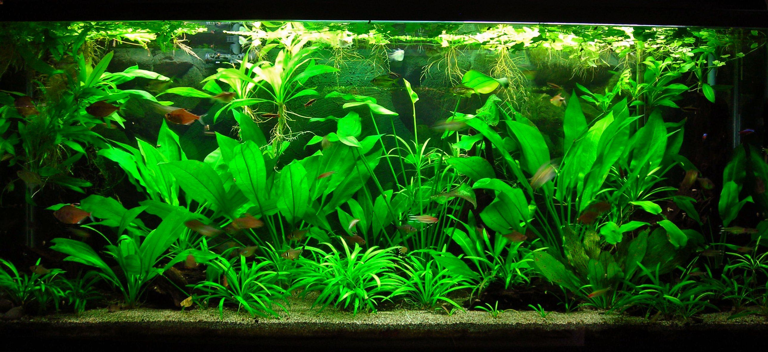 115g May 27-14.JPG