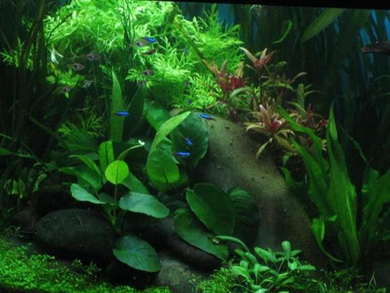 125g_planted_discus__02_apr_06_021__Custom___Custom_.jpg