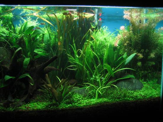 125g_planted_discus__02_apr_06_033__Custom_.jpg