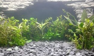 15022203.2 New fishtank, plants.jpg