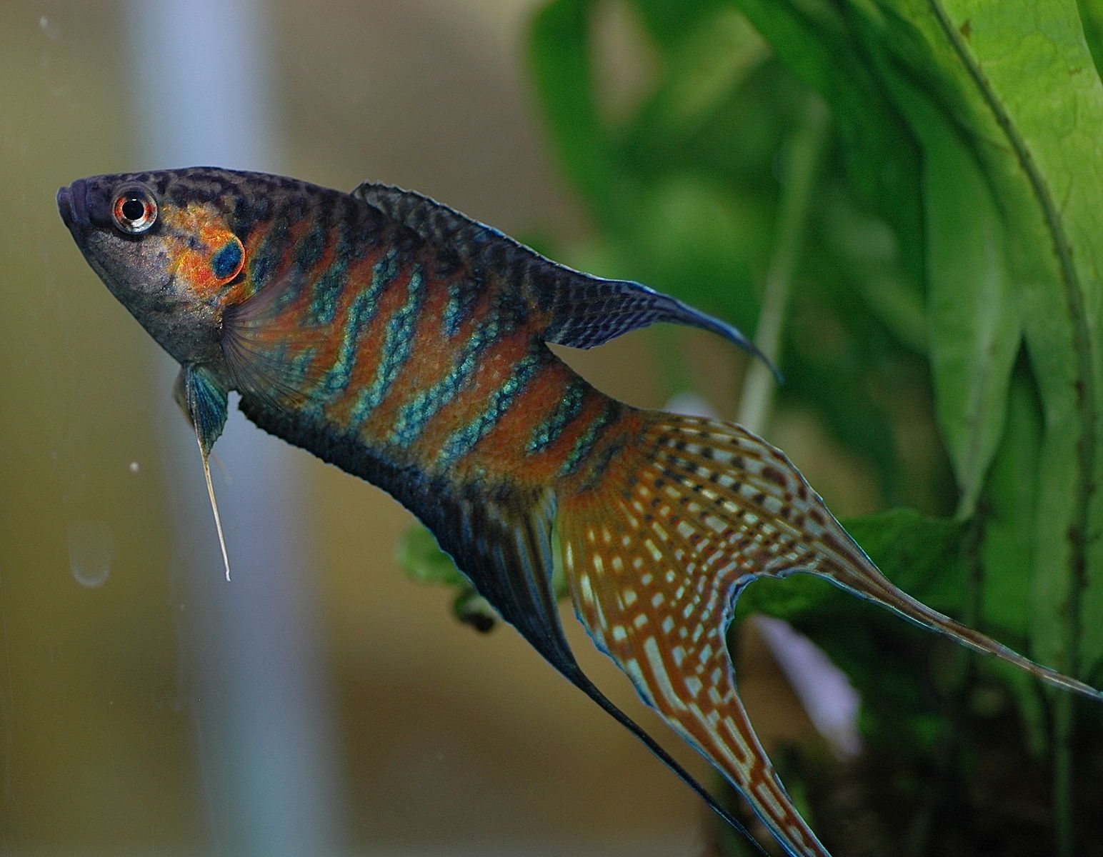 1544px-DV_Paradise_fish_male_05.jpg