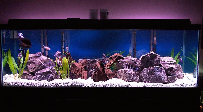 180gallon_march20_1.jpg