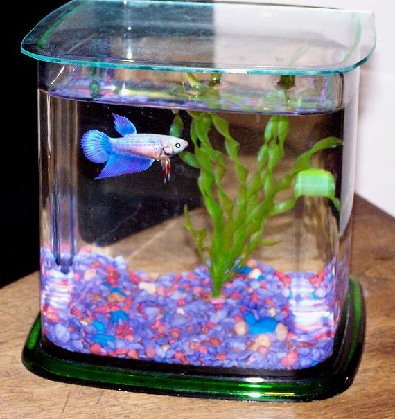 1gallon_femalebetta_2.jpg