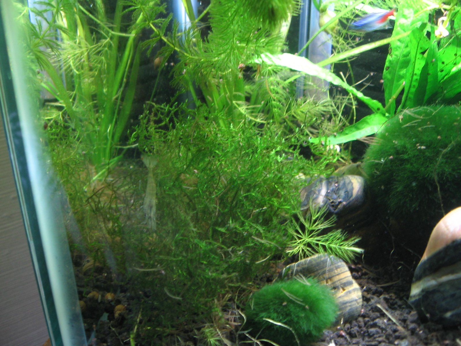 2.) Java Moss.JPG