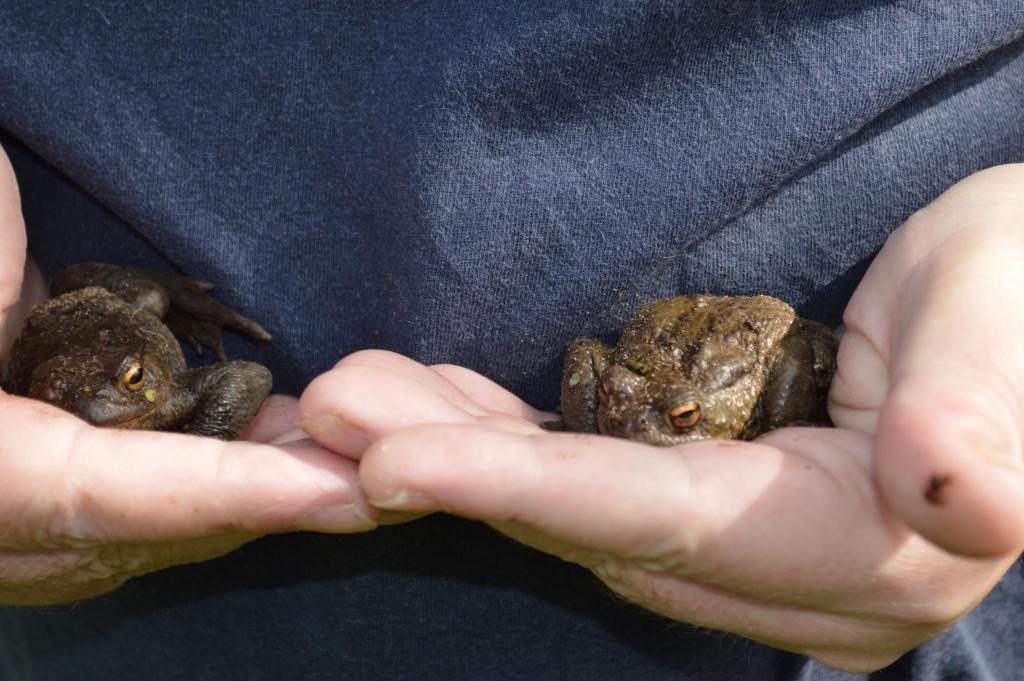 2 toads.jpg