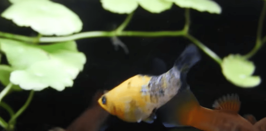 2021-03-06 12_22_05-(1) HOW TO BREED MOLLY FISH FAST_ HOW TO CARE FOR MOLLY FISH - YouTube - O...png