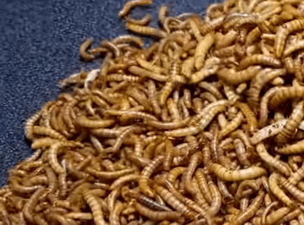 2021-03-07 23_51_57-(1) Mealworms VS Banana Time Lapse - YouTube - Opera.png