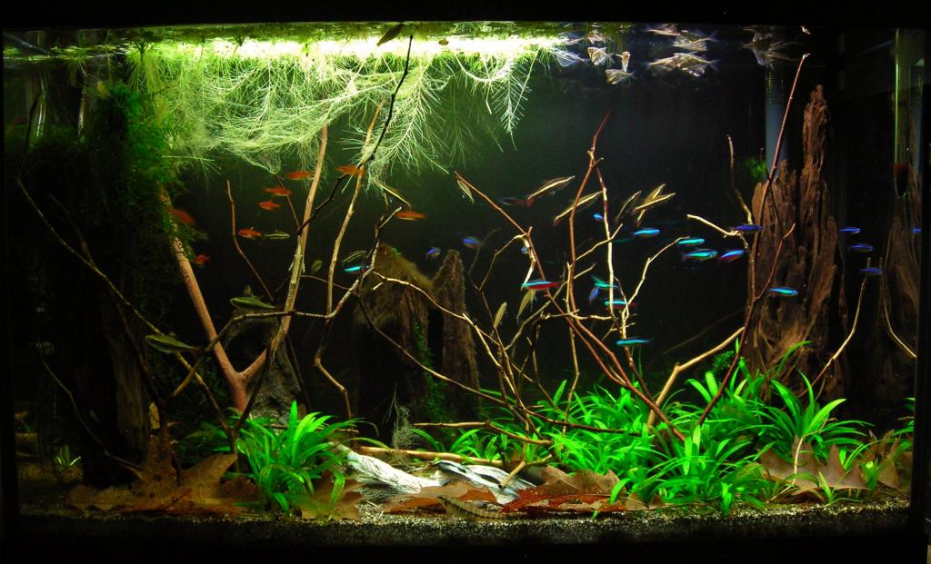 29g Dec 4-15.JPG