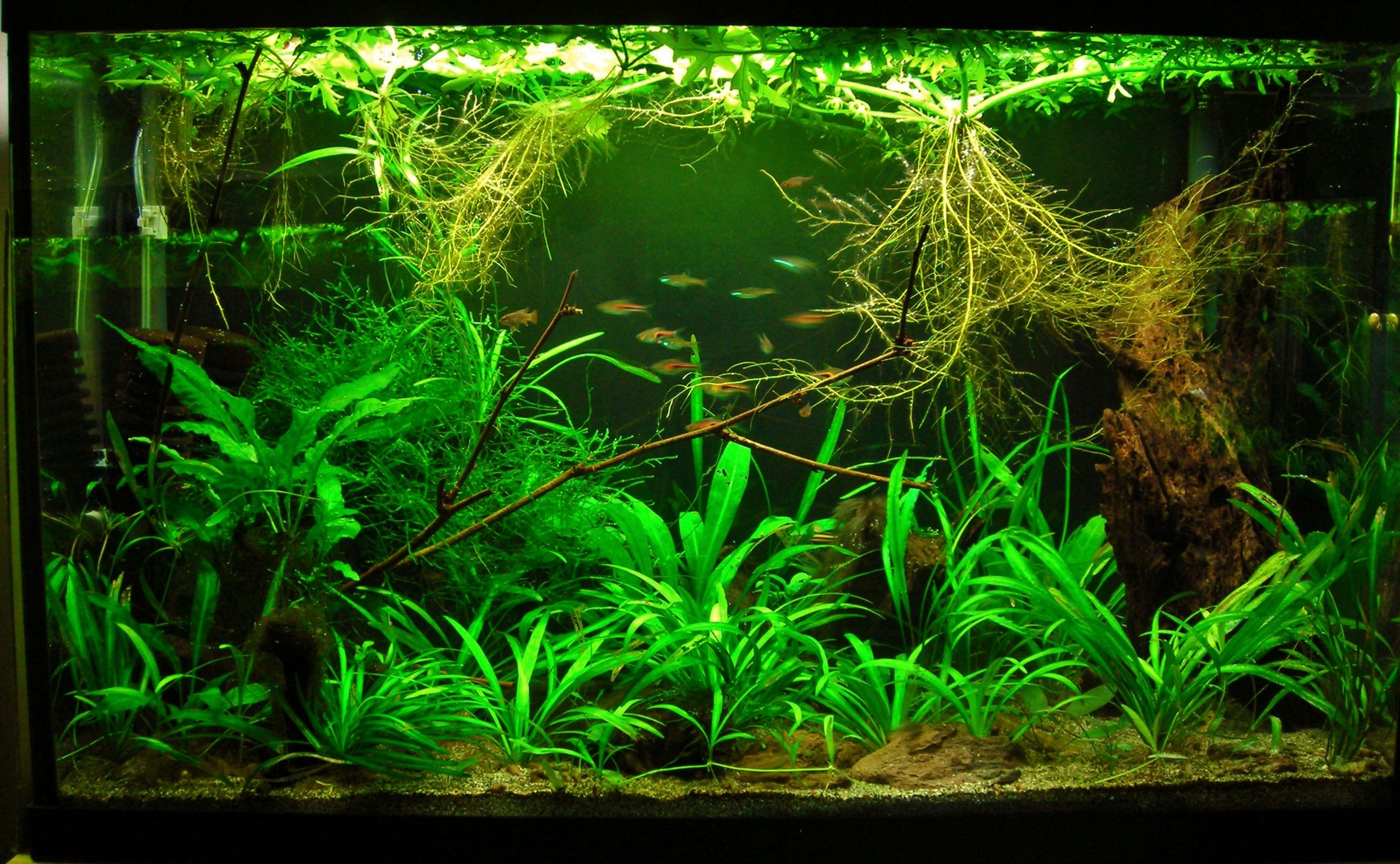 29g June 4-12.JPG