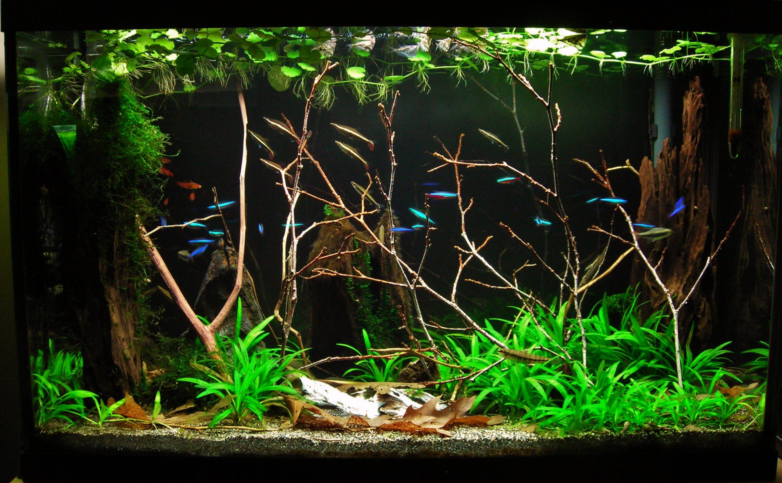 29g Mar 2-16.JPG