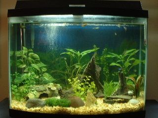 29gallon.JPG