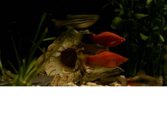 2_platy__s.JPG