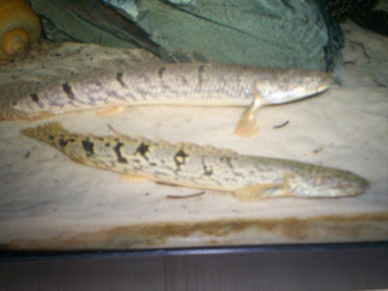 2bichir.JPG