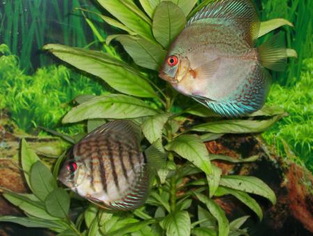 2discus.jpg