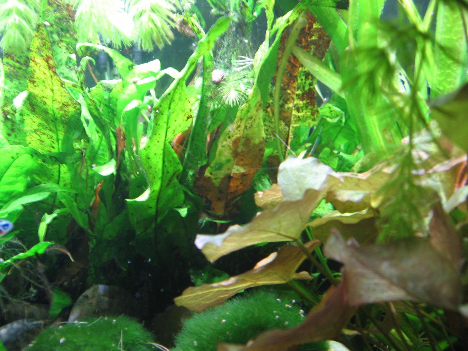 3.) Java Fern.JPG