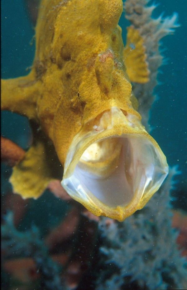 31_Yawning_frog_fish.jpg