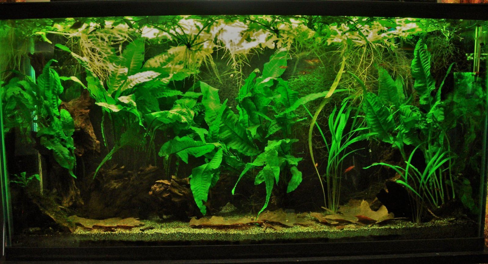 33g April 28-16.JPG