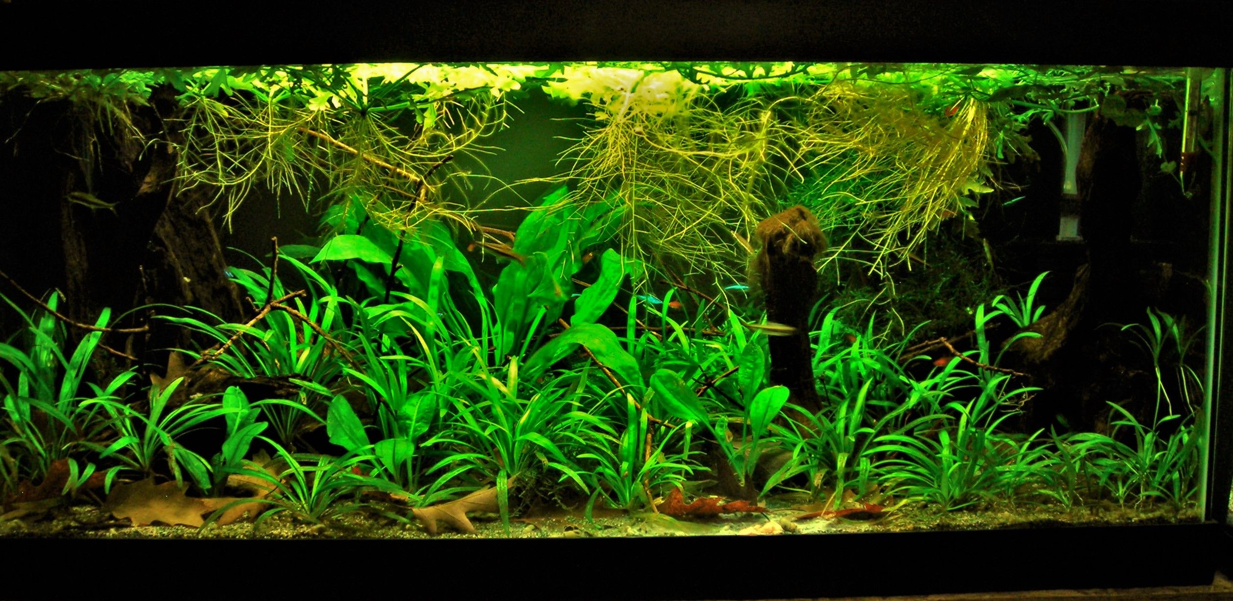 40g March 21-18.JPG