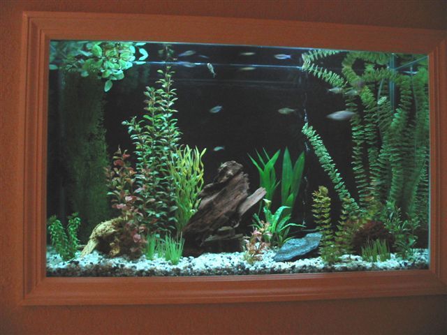 45_gallon_tank_034a.jpg