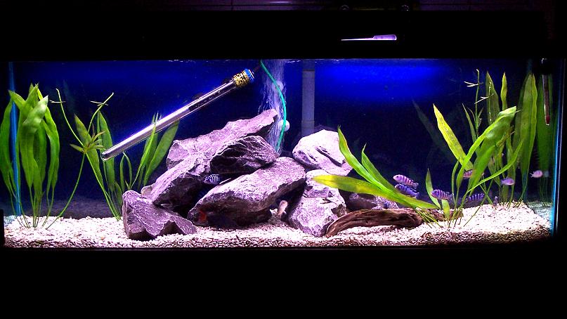 45gallon_demasoni_march20.jpg