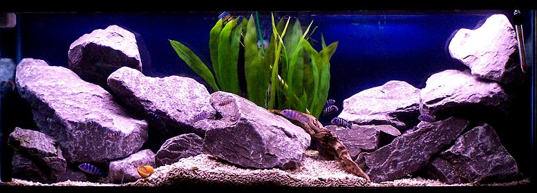 45gallon_march28_3.jpg