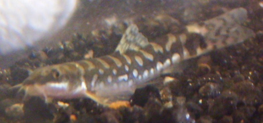 4_16_08_loaches_05.jpg