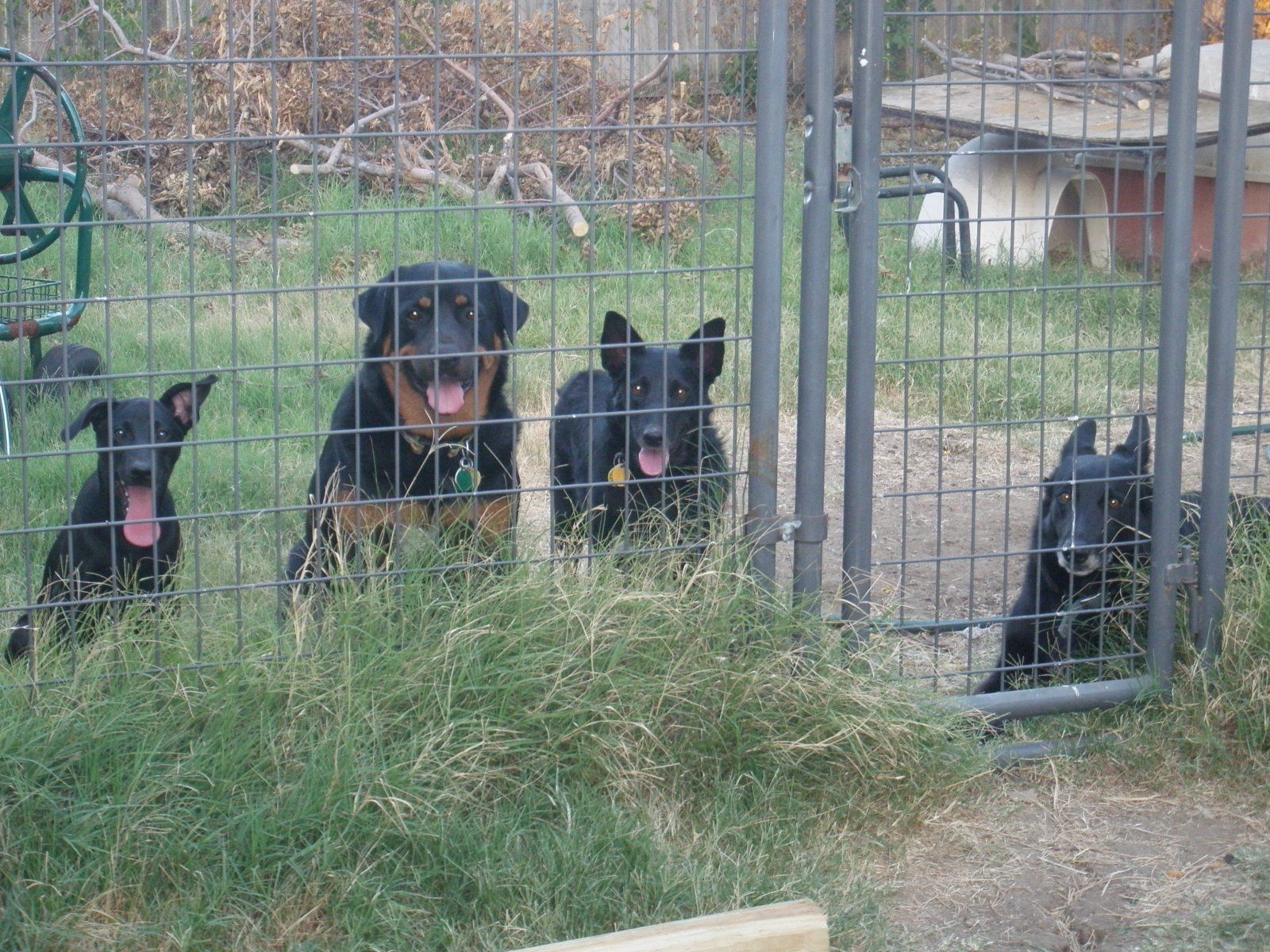 4dogsjune302011.JPG