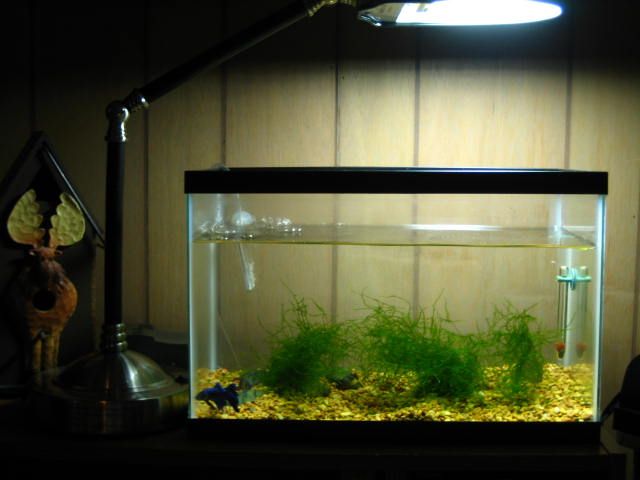 5.5_g_aquarium_002.jpg