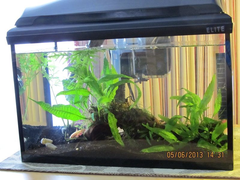 5 gallon Firefly 1.jpg