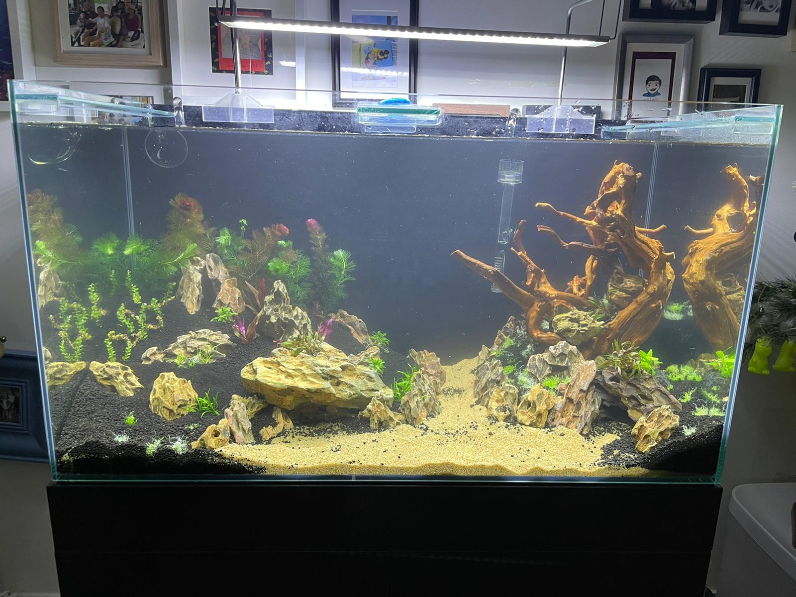 50gal scaping v3-planted 2.jpeg