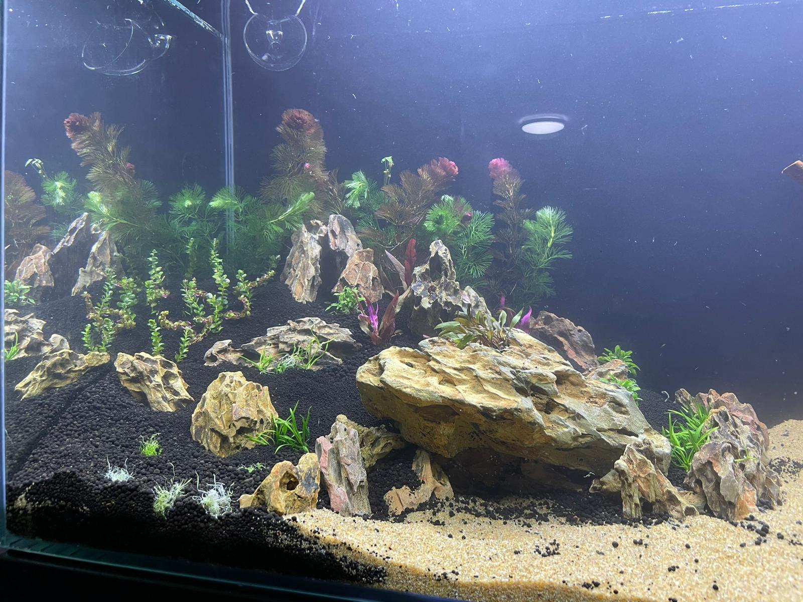 50gal scaping v3-planted 7.jpeg