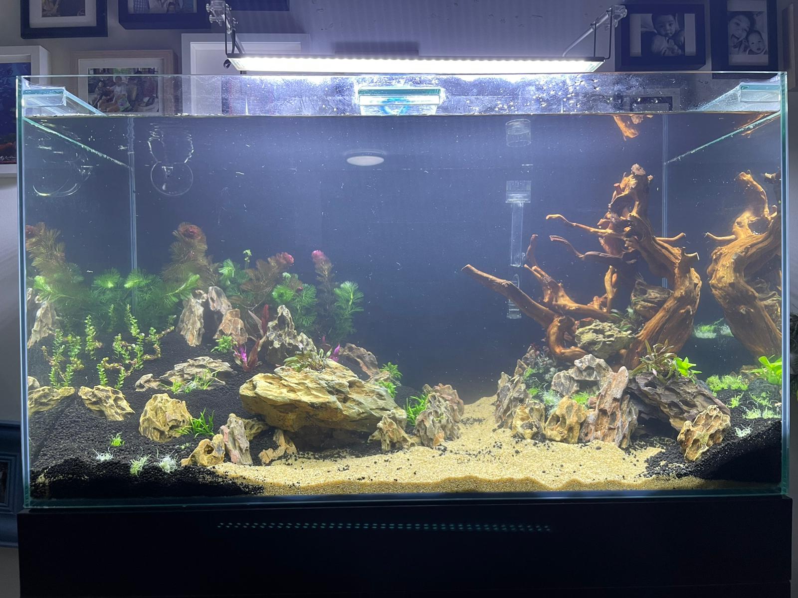 50gal scaping v3-planted.jpeg