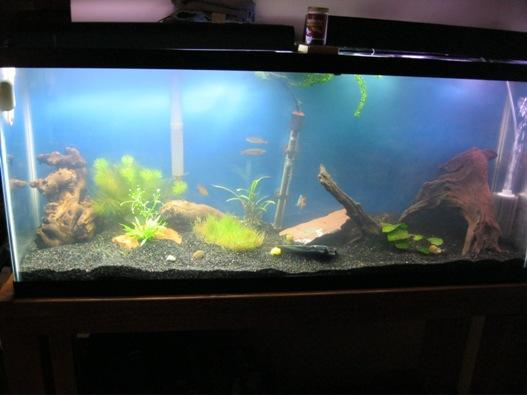 55 Gallon 3 weeks in 3-2-13 015.JPG